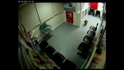 Un koala déambule aux urgences d'un hôpital en Australie