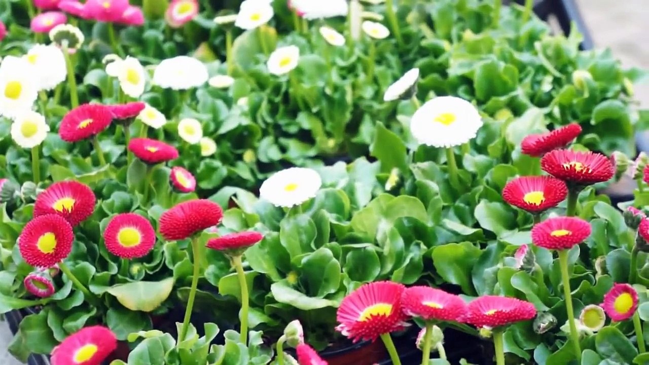 花は咲く (Hana wa saku) NHK Project