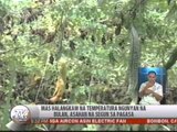 TV Patrol Bicol - May 5, 2015