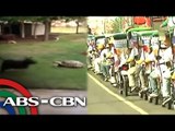 Bandila: Cauayan City sets new world record; Turtle, dog chase each other