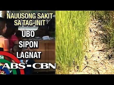 Bandila: Beware of summer diseases; El Nino drying up rice and corn fields