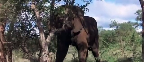 пьяные животные