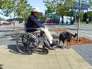 Training  'Take' and 'Give' Objects for a Formal Service Dog Retrieve