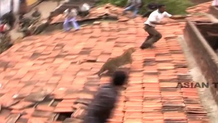 Leopard Attacks Villager's In India Video BY TAYYAB