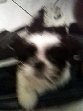 chien marrant bounty toujours a me suivre même aux toilettes