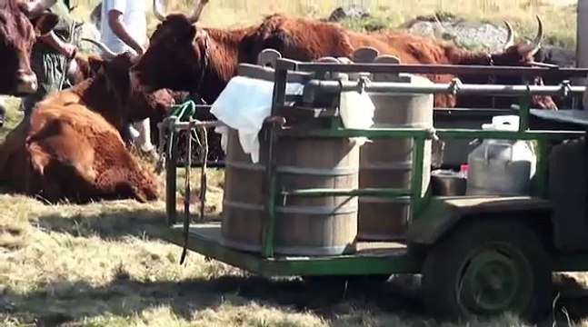 MON BEAU CANTAL 39 BURON DANS LE CANTAL FABRICATION DU FROMAGE