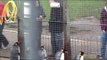 Edinburgh zoo : Penguins : Gentoo, King, Rockhoppers