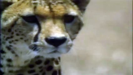 Cheetahs Hunt Wildebeest