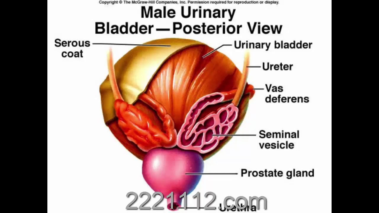 URINARY INFECTION- 2 اردو