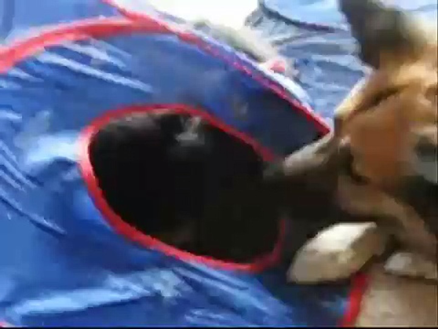 Cat Fighting Dog