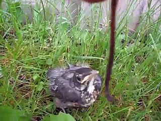 Dont feed baby birds...