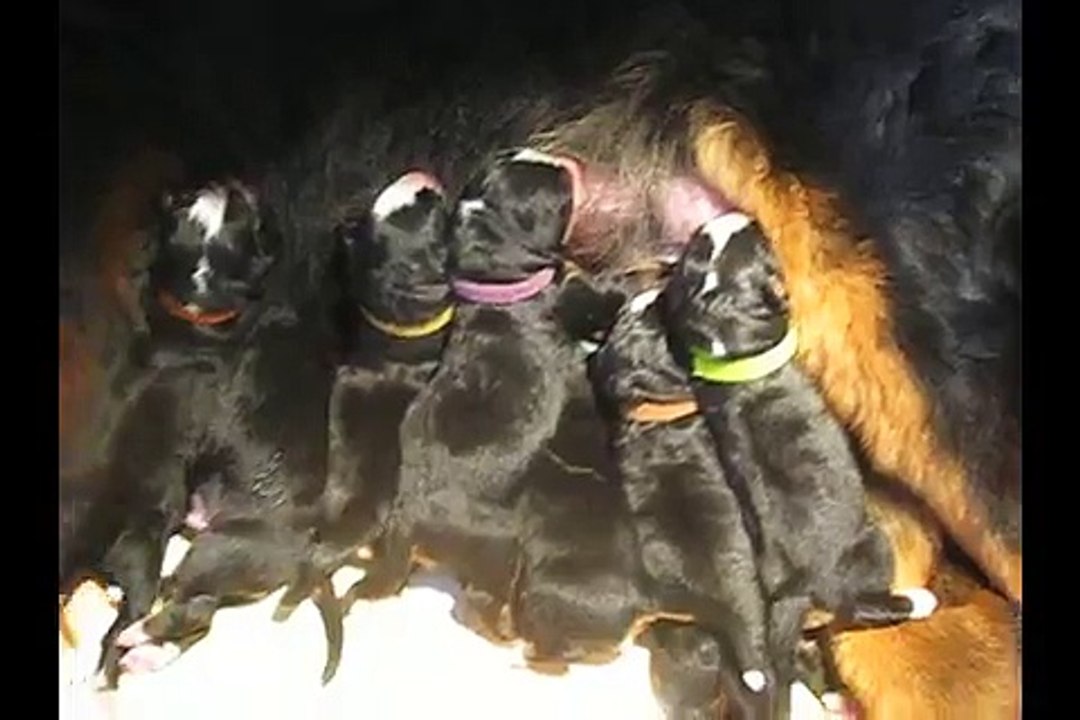 Tétée Portée Miss x Blackfoot