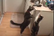 Cats try to catch fly