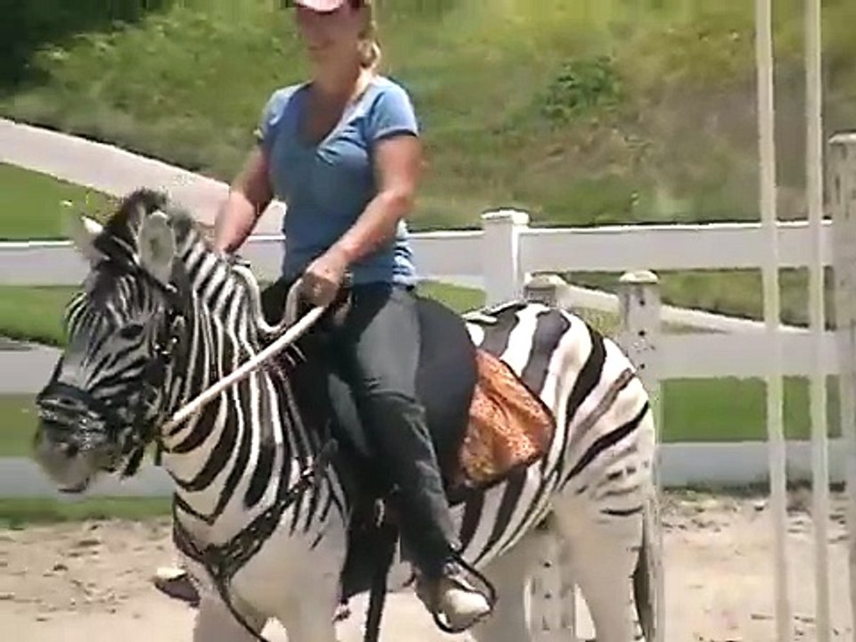 Real Zebra ride