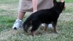 Puppy obedience training at Central PA Schutzhund Club