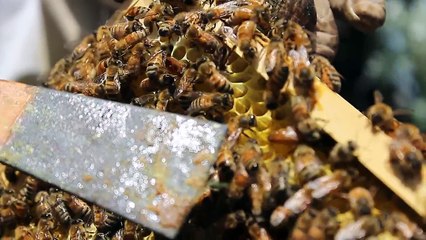 Life Cycle of a Queen Honey Bee