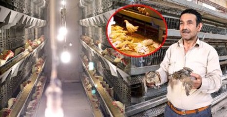 Azerbaycan, Türkiye'den Tavuk İthaline Kuş Gribi Sınırlaması Getirdi