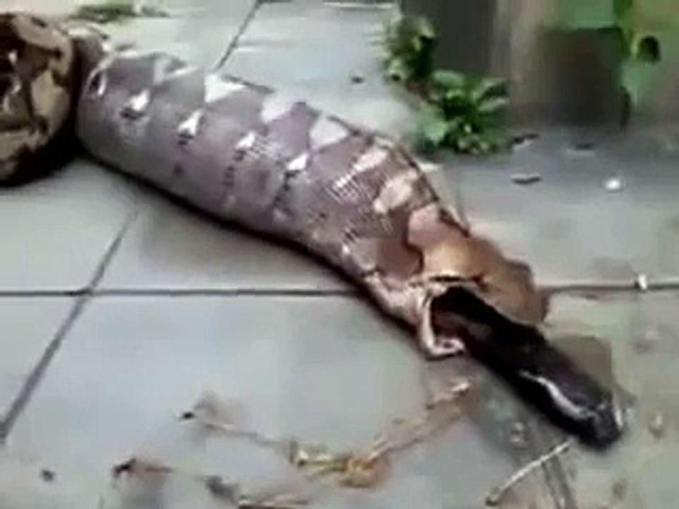 Snake removes an animal it swallowed (Kerala - India)