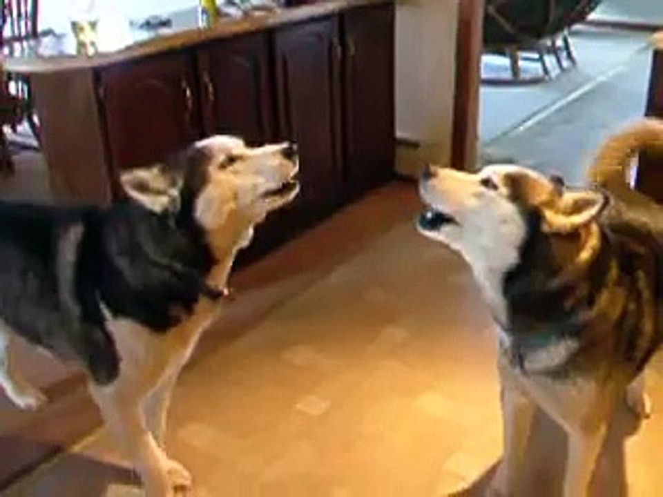 Singing Huskies