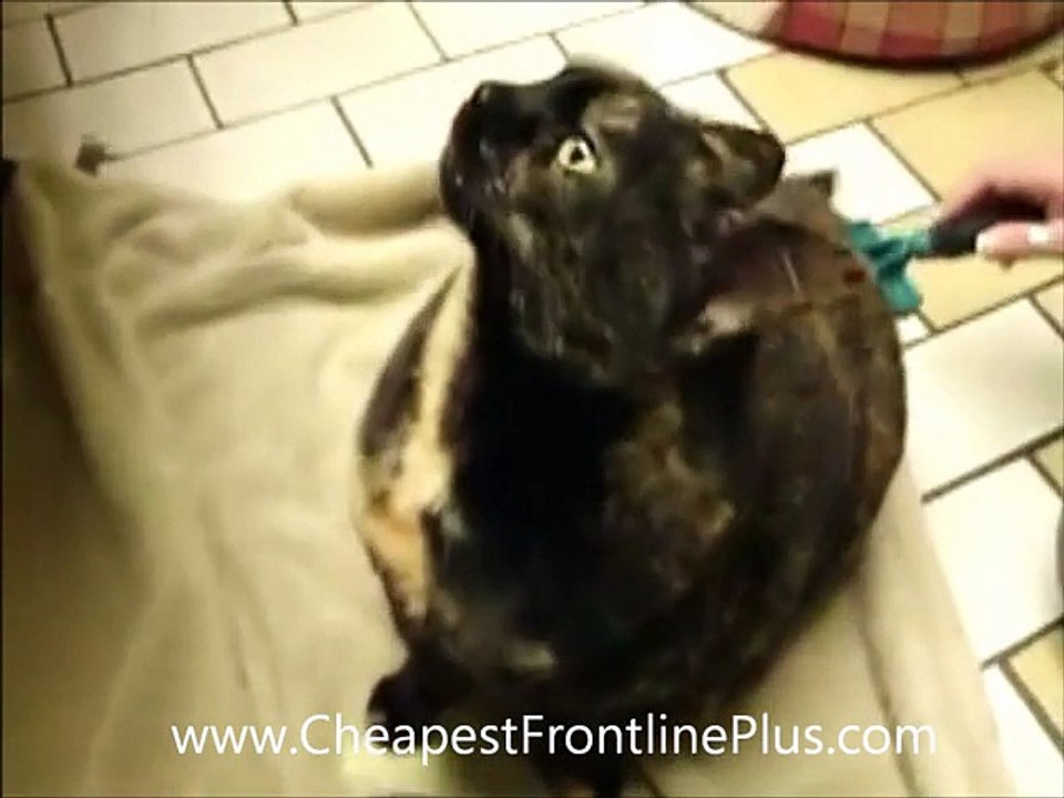 Funny Cat Videos - FollowME