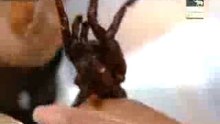 Tarantula