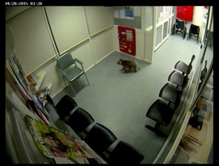 Un koala s'invite dans les couloirs d'un hôpital