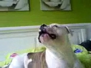 (video) Funny dog American bulldog howl