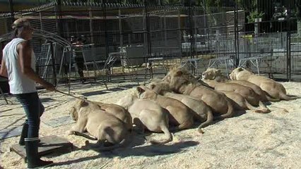Un dompteur du Cirque Pinder mordu à la lèvre par une de ses lionnes