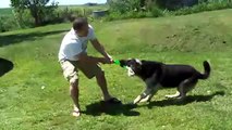 Giant German Shepherd demonstrates insane strength!