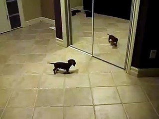 Chien découvre son reflet dans le mirroir
