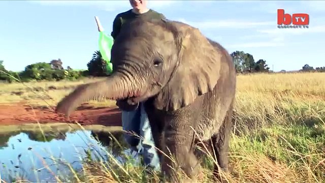 Cute Baby Elephant Orphans Raised By British Students