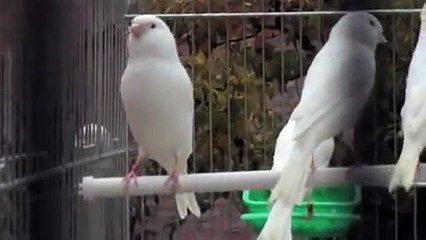 TÜRKÖZÜ  FERROLİ KOMBİ SERVİSİ - 0312- 279 15 16