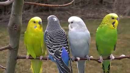 TÜRKÖZÜ BOSCH KOMBİ SERVİSİ -0312–279 15 16