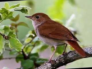 TÜRKÖZÜ DEMİRDÖKÜM KOMBİ SERVİSİ - 0312- 279 15 16