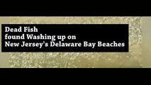 TENS OF THOUSANDS OF DEAD FISH WASHED ASHORE ALONG DELAWARE BAY IN SOUTHERN NEW JERSEY