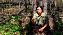 Identifying Spring Wildflowers | Foraging for Edible and Bushcraft Native Plants in the Eastern US