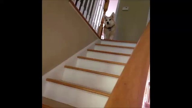 Ce chien descend l'escalier en mode chelou