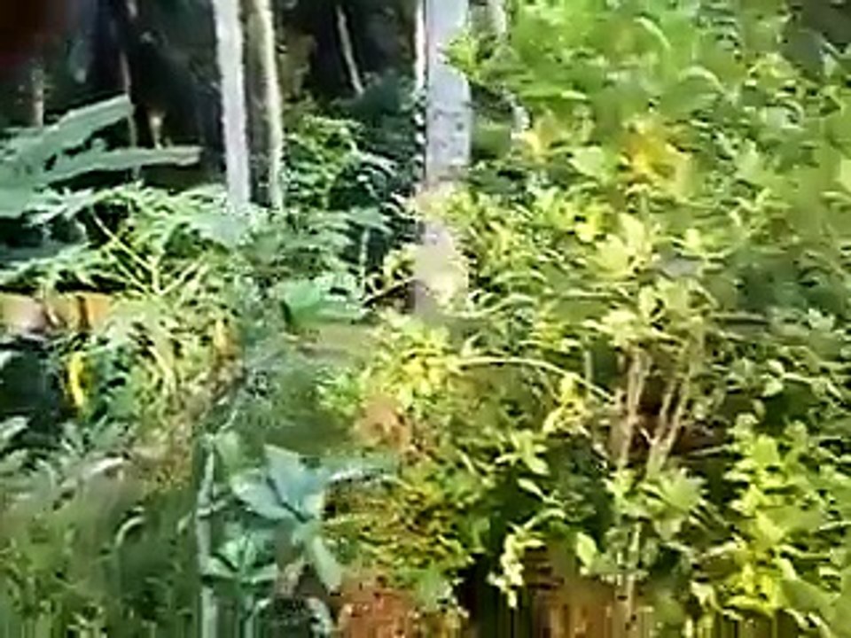 Amazing Wicket Keeping By Dog