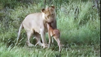 YÜKSELTEPE SÜSLER KOMBİ SERVİSİ - (312) 279 15 16