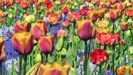 Le parc Keukenhof, le paradis des tulipes