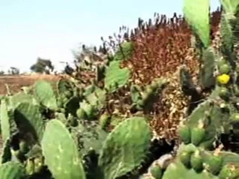 بكتب أسمك يا بلادي عالشمس...