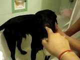 Oreo taking a bath.