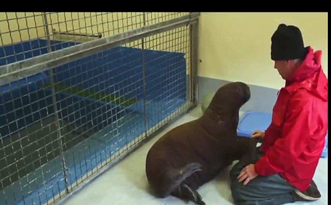 Eat Sleep and Snuggle, Welcome Baby Walrus!