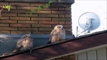 Owl poops on friend and runs away... Nice friend!!!