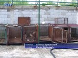 Strategija smanjenja populacije napuštenih pasa i mačaka na teritoriji opštine Bor, 06. maj 2015. (RTV Bor)