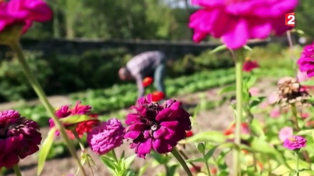 Gastronomie : pour une réhabilitation de ces légumes mal aimés
