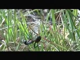 Les fourmis: Le film 