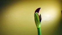 Amaryllis Growing, Flowering and Decaying, Time-Lapse