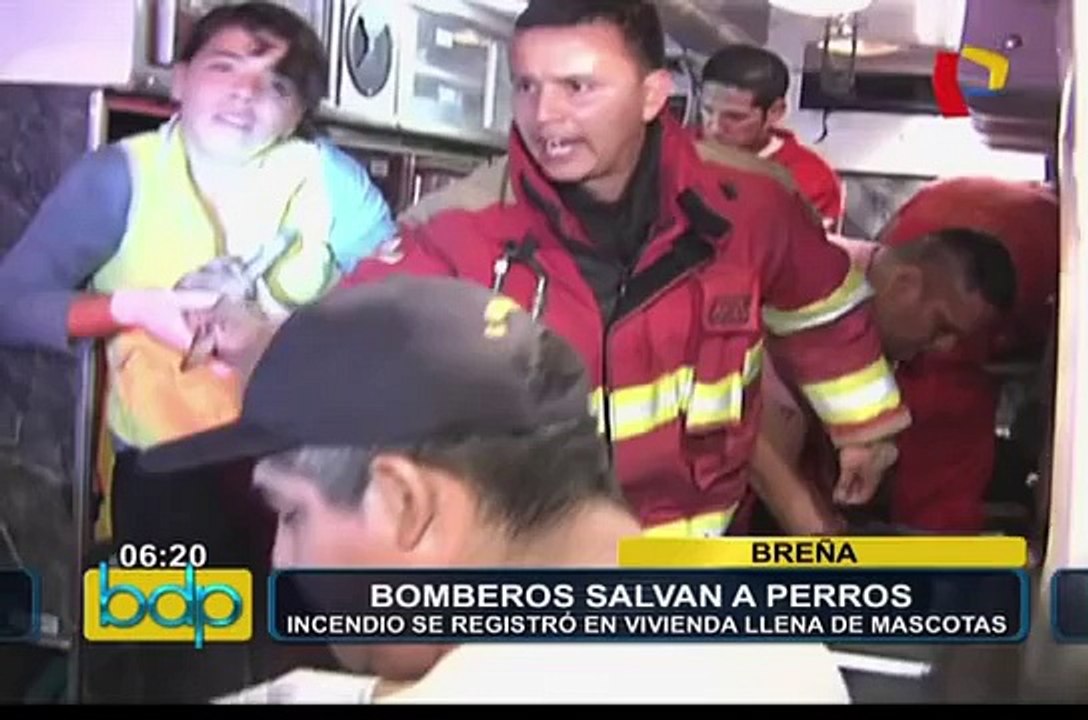 Bomberos salvan a perros: incendio se registró en vivienda llena de mascotas en Breña