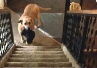 Rescue Dog Overcomes Her Age